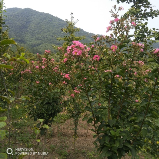 京山市红花紫薇  大红，红花丰花老紫薇