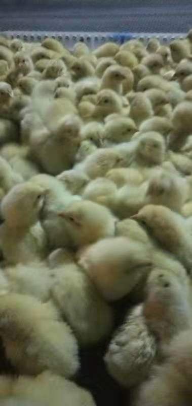 南阳 优质817肉鸡苗，