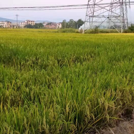 萍乡 江西2019晚稻荃两优丝苗稻谷