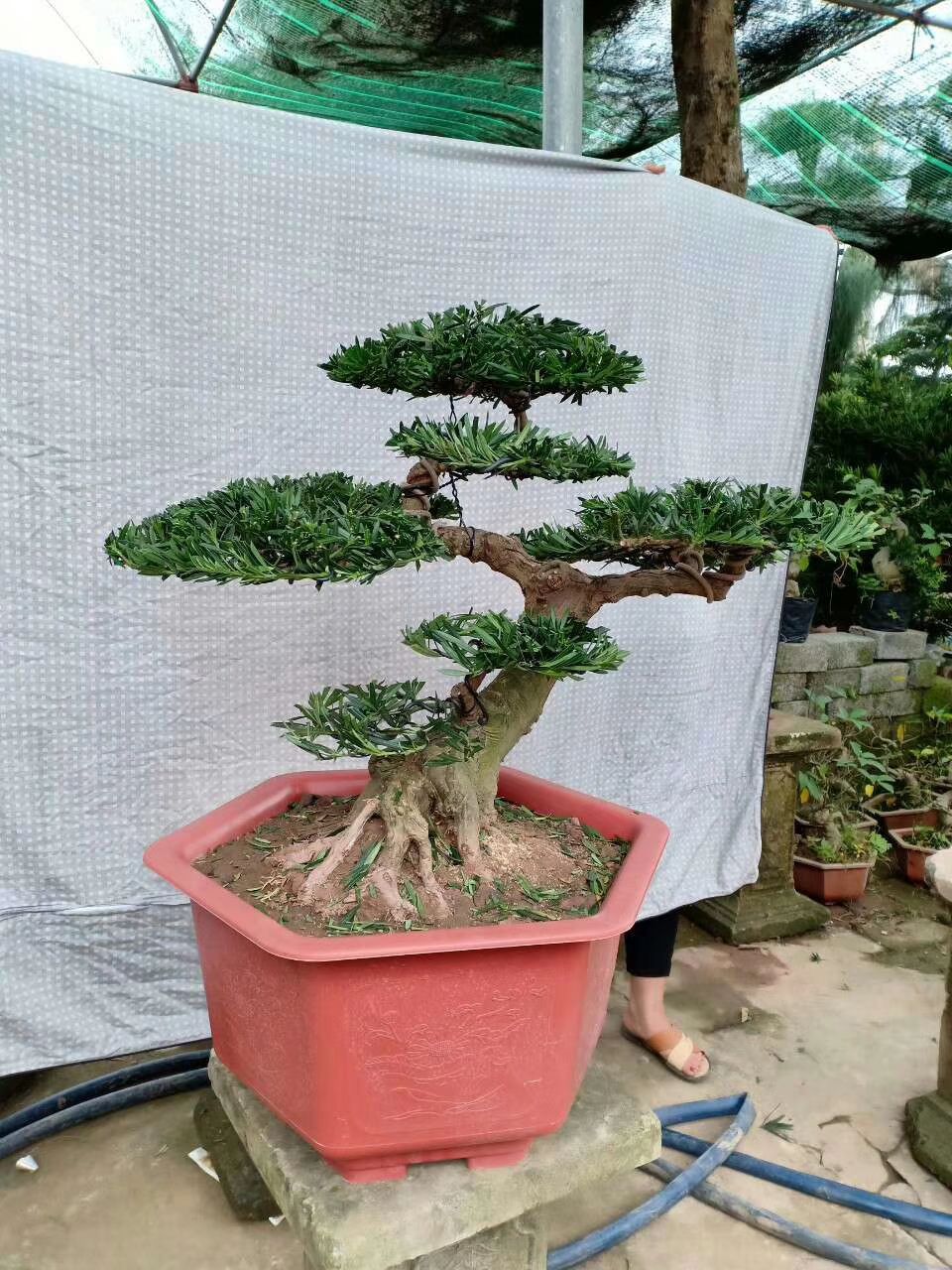 香松盆景 大量盆景出售，欢迎识货老板骚扰，量大从优哦。