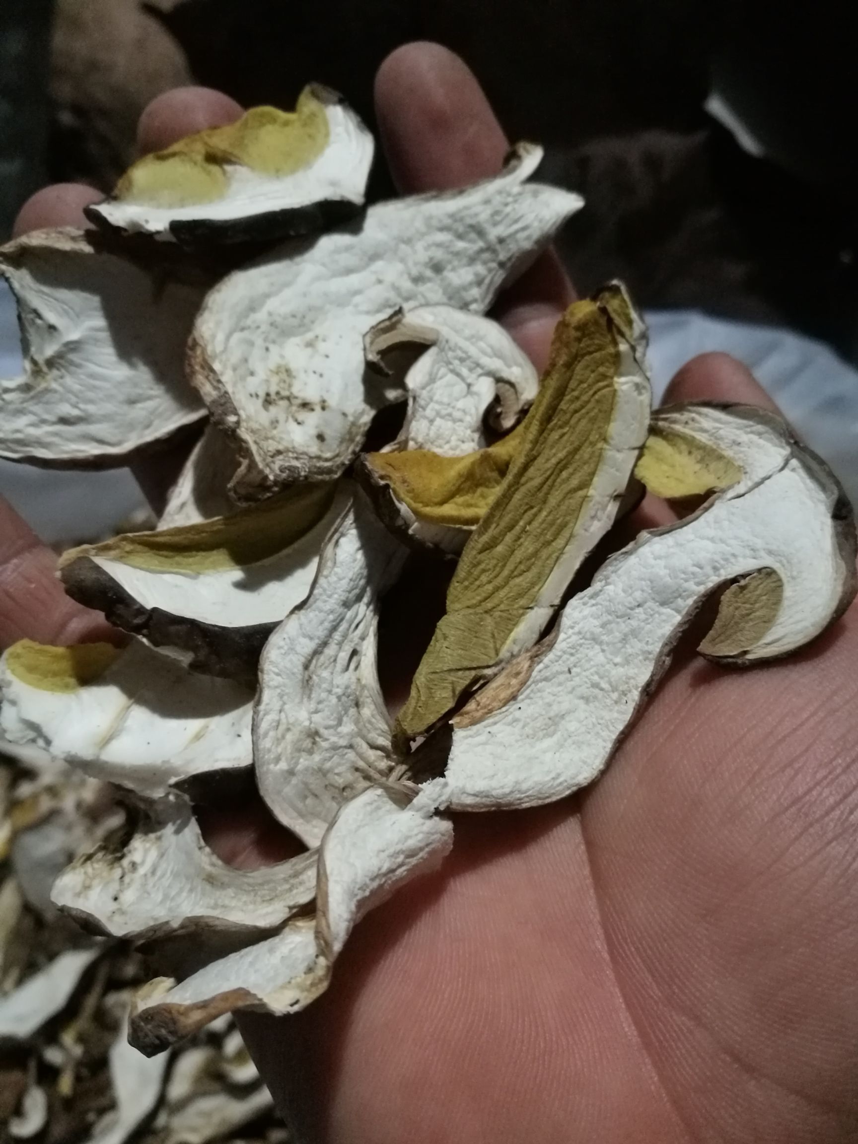  美味牛肝菌（盒装精品）