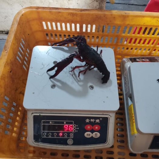 洪湖市洪湖小龙虾 龙虾常年供货，小中大青，红虾只只有肉