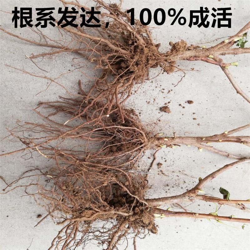 黑加仑苗 黑加仑树苗南北方适种
