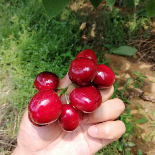 泰安 齐早樱桃苗，一个最早熟大果型纯甜樱桃品种，矮化樱桃苗批发