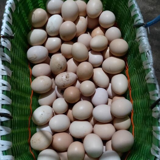 太湖县土鸡蛋 食用 散装