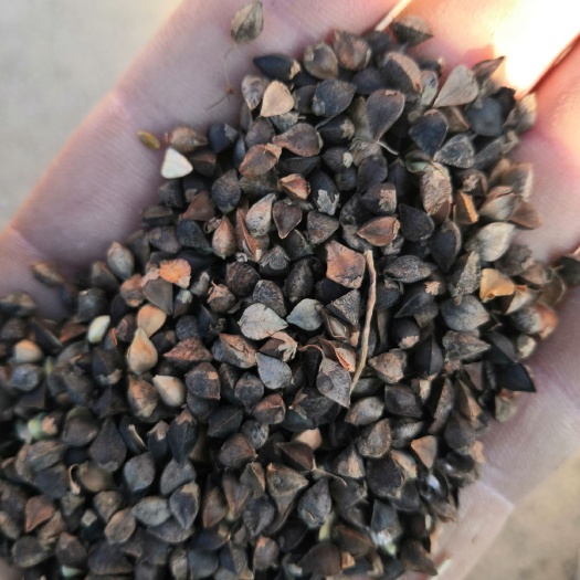 翁牛特旗 一级内蒙敖汉荞麦，欢迎采购