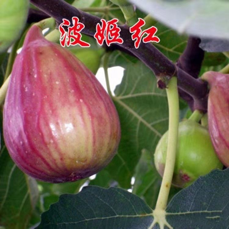  无花果树苗