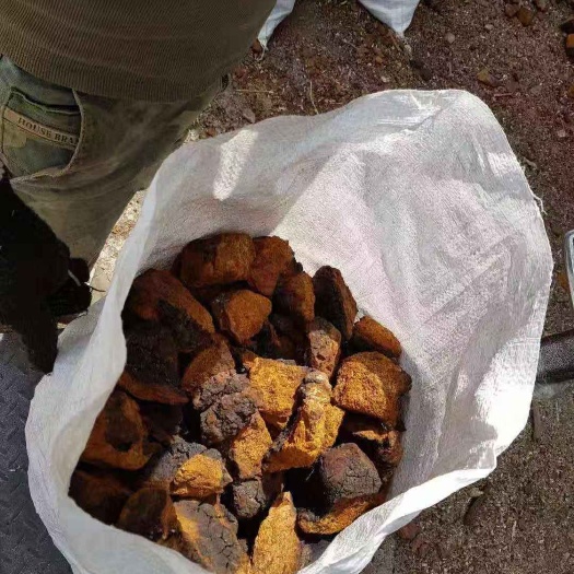 满洲里市 俄罗斯纯桦树茸有50吨