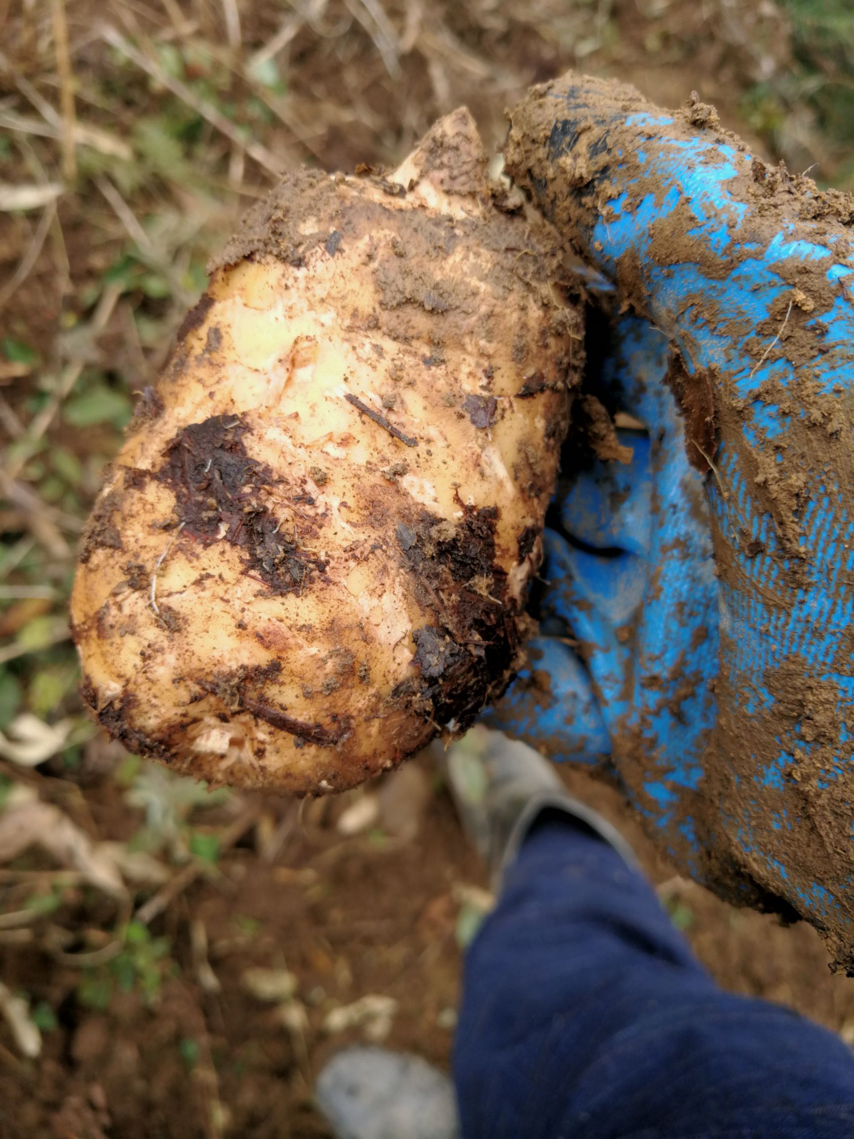  昭通彝良小草坝天麻，现挖现发，我自己去挖的噢
