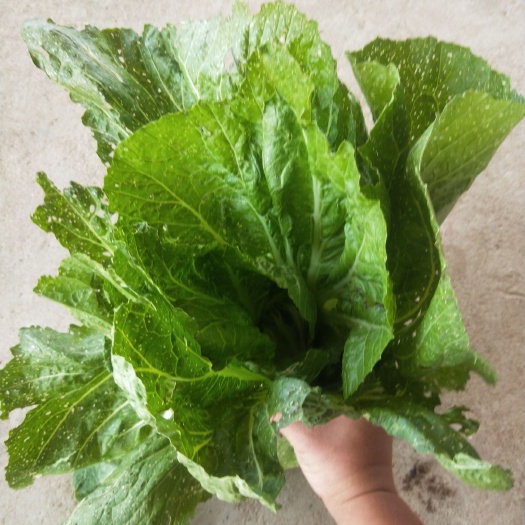 漳浦县包芯芥菜 10cm以上