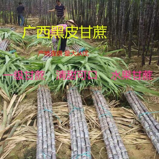 博白县广西黑皮甘蔗 新鲜水果 当季汁多清甜应季手撕甘蔗