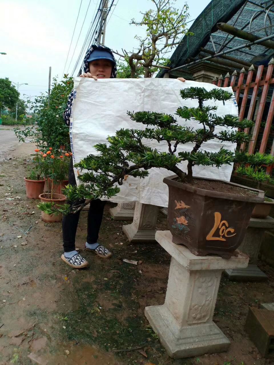 香松盆景 大量盆景出售，欢迎识货老板骚扰，量大从优哦。