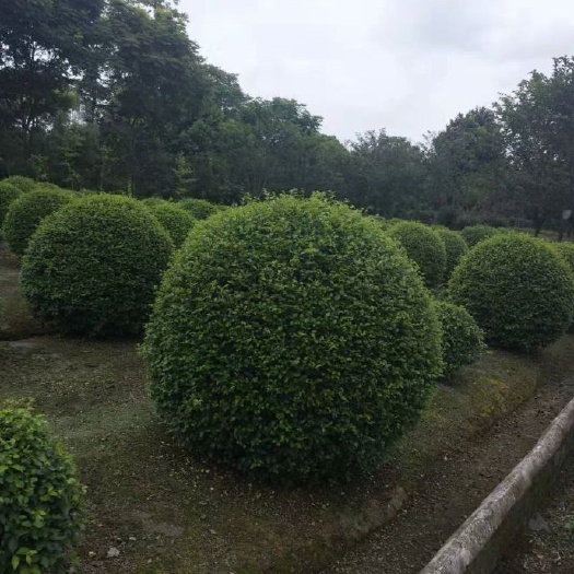 成都 毛叶丁香球，高1.2米，冠1米成都基地大量低价出售，欢迎咨询