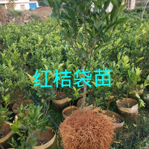 阳朔县美国糖桔苗 美国糖橘苗