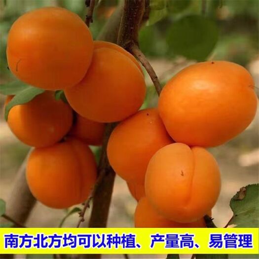 平邑县 杏树苗嫁接苗南北方适种