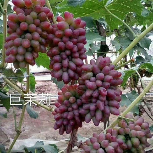 平邑县茉莉香葡萄苗