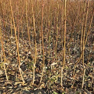 水蜜桃苗 优质嫁接苗  甜度高