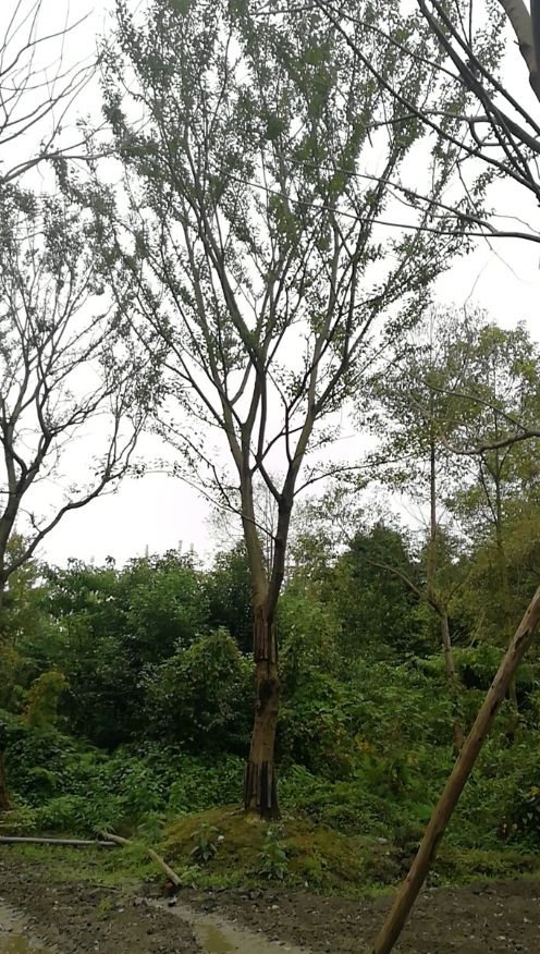  米经29cm，分支点2.7左右，单杆朴树