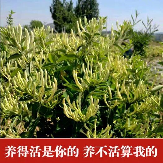 平邑县四季金银花苗 盆栽地栽都可以 当年开花  现挖发货