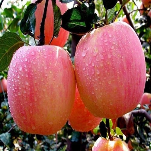 泰安鲁丽苹果苗 0.5~1米