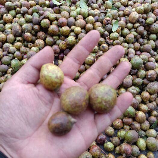 新干县野生山茶油