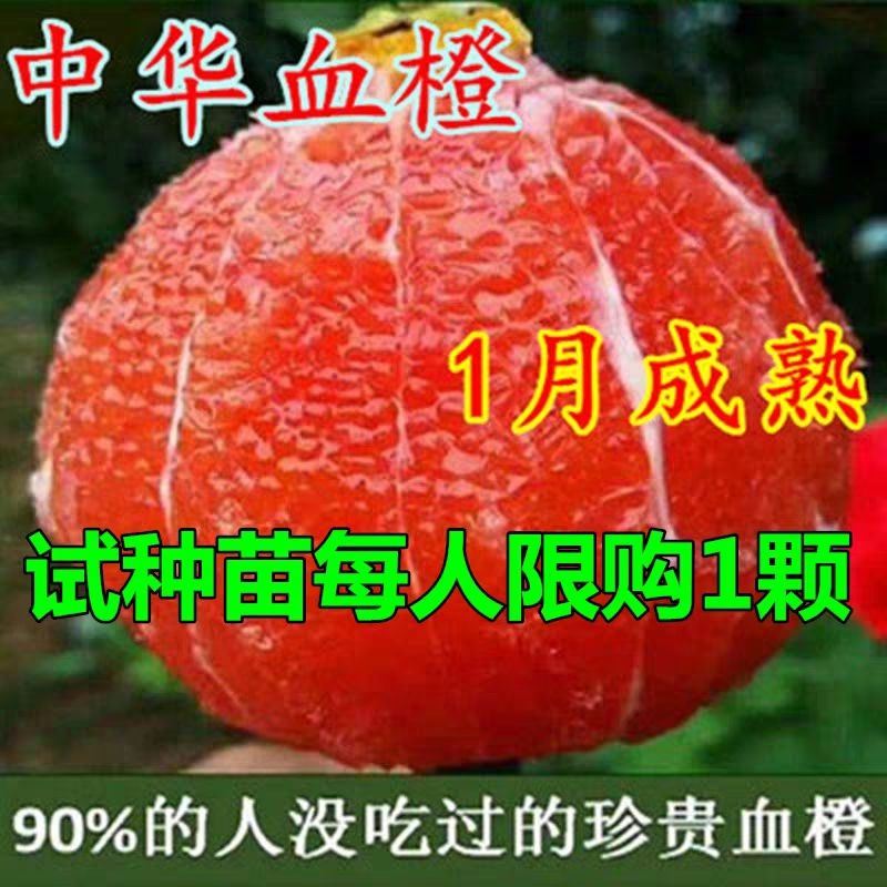 脐橙树苗  橙子树苗！当年结果，盆栽地栽！适合南北方种植！