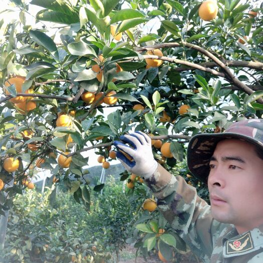 寻乌县赣南脐橙 4-8两