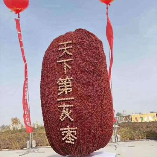 麦盖提县 天下第一灰枣