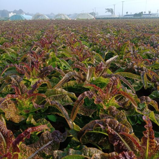 新野县红叶莴笋