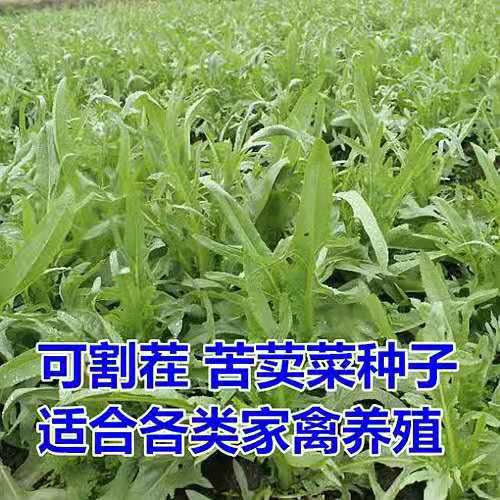 沭阳县苦菜种子 耐寒多年生高产量高营养牧草种子——苦荬菜