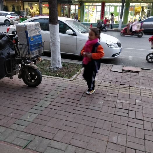 萧县木瓜树 十五年以上的老树，树干在12公分以上