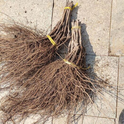 卢龙县 基地大量品种葡萄苗，占地葡萄树。保证纯度保证质量  包成活