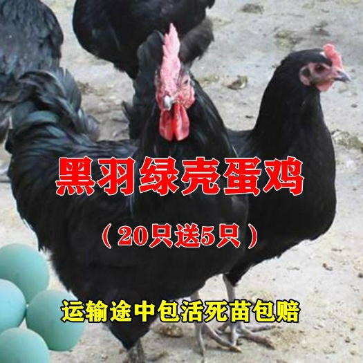 沭阳县绿壳蛋鸡苗 统货