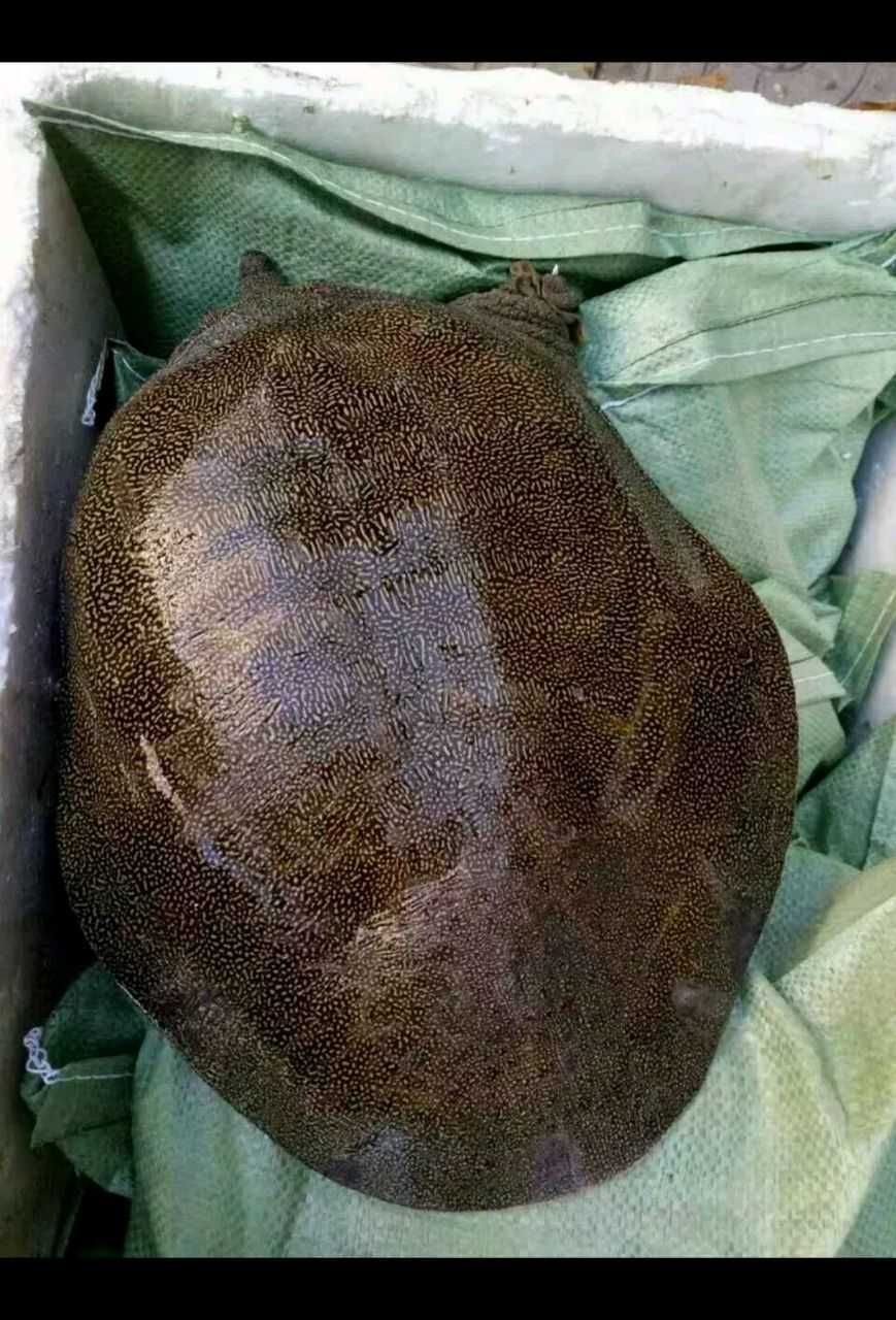 中华水鱼  聚餐送礼就选九年以上精 品老甲鱼，滋补有面儿