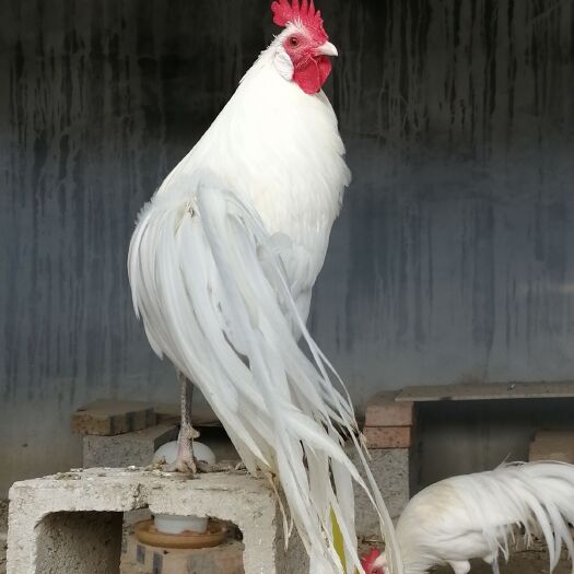  白色长尾观赏鸡
