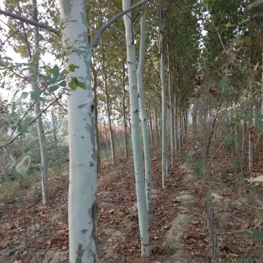 齐河县速生法桐 销售自种法桐