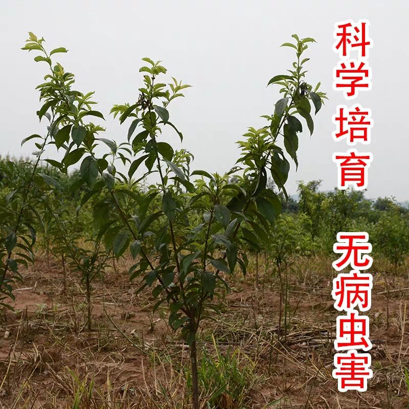 蜂糖李树苗  蜂糖李苗李子苗树苗盆栽地栽南北方种植离核甜脆李子当年结果