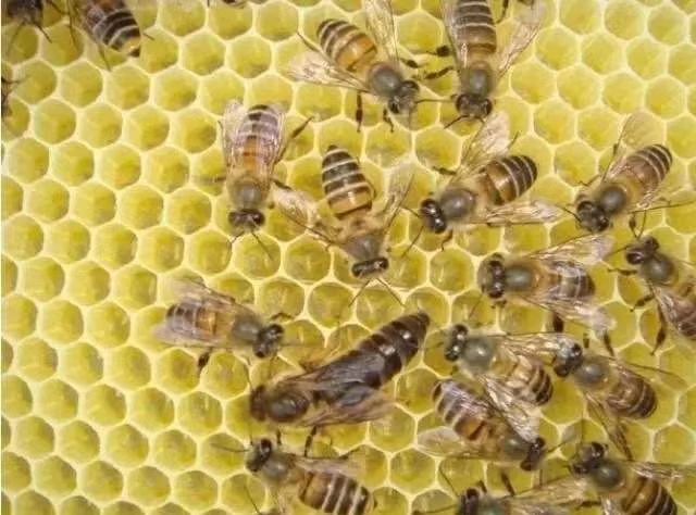 浮梁县槐花蜜 塑料瓶装 2年以上 