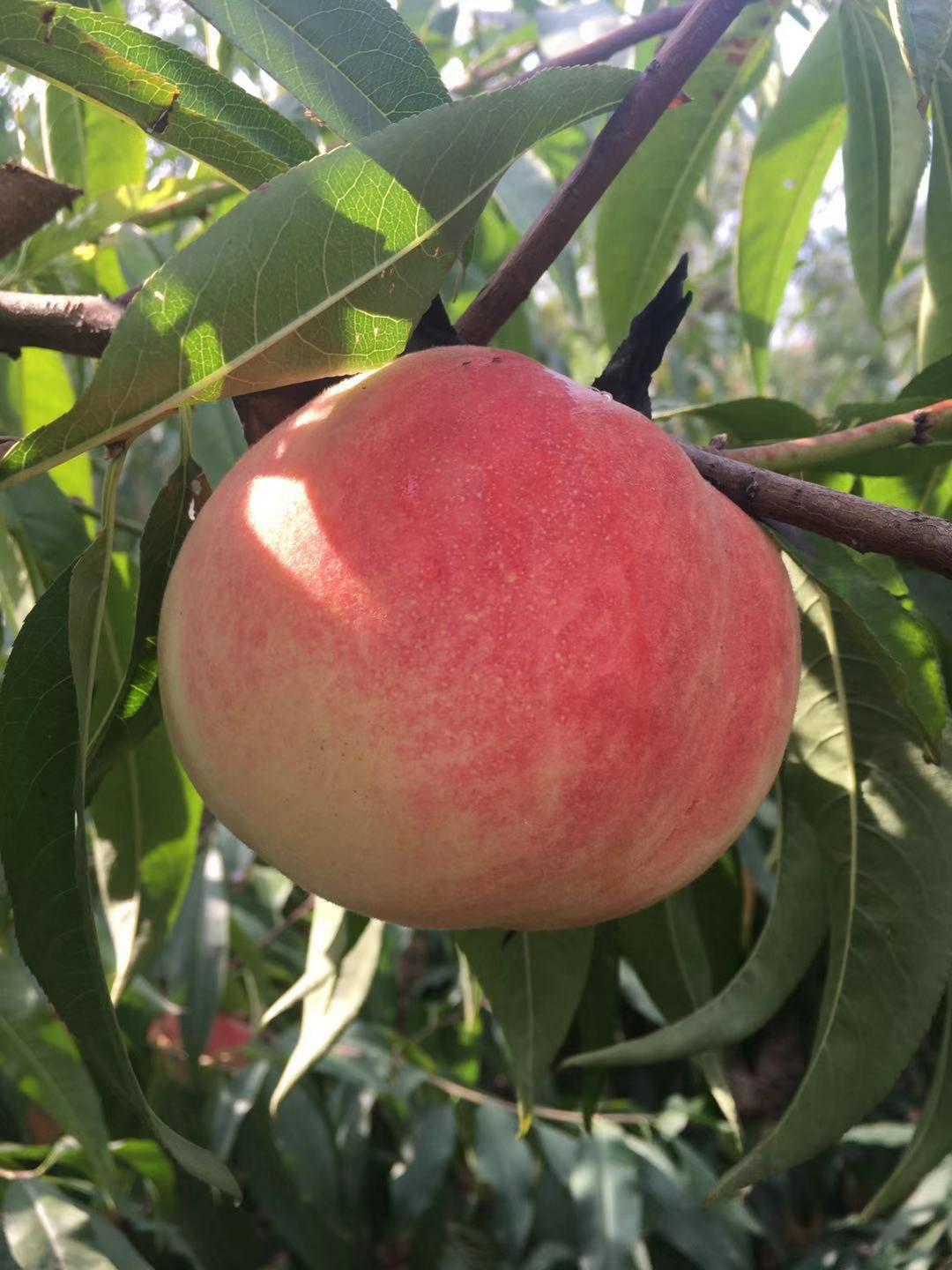  秋桃 山东冬桃 沂蒙山桃子 金秋红蜜 水蜜桃 发货中