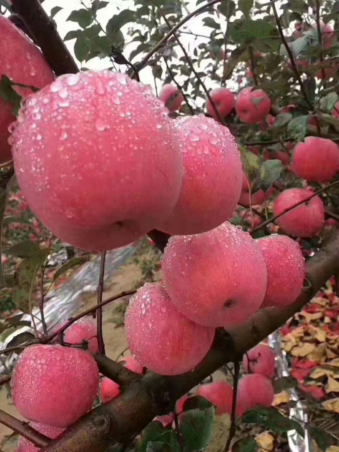 红富士苹果 洛川红富士