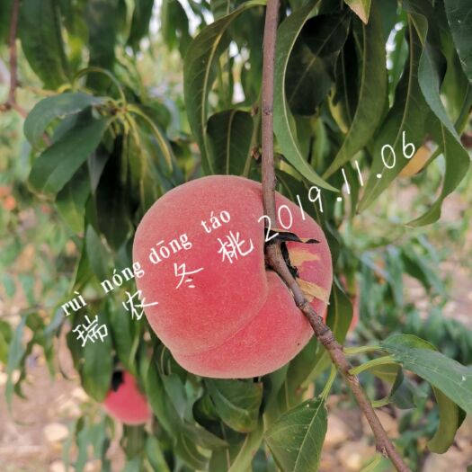 虞城县 脆蜜极晚熟冬桃苗