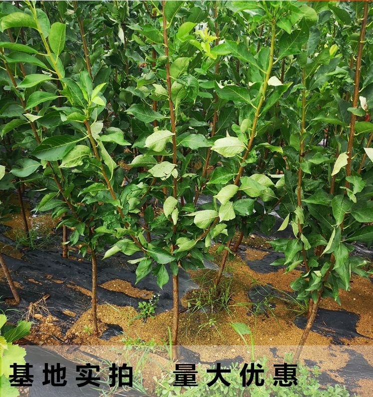 蜂糖李树苗  蜂糖李苗李子苗树苗盆栽地栽南北方种植离核甜脆李子当年结果