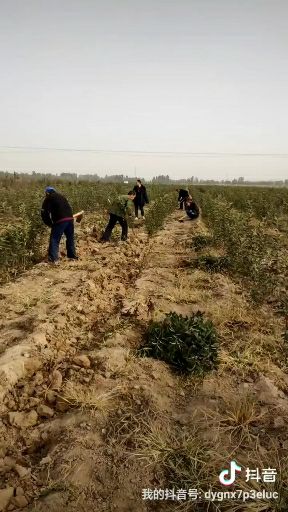  中秋王苹果树苗