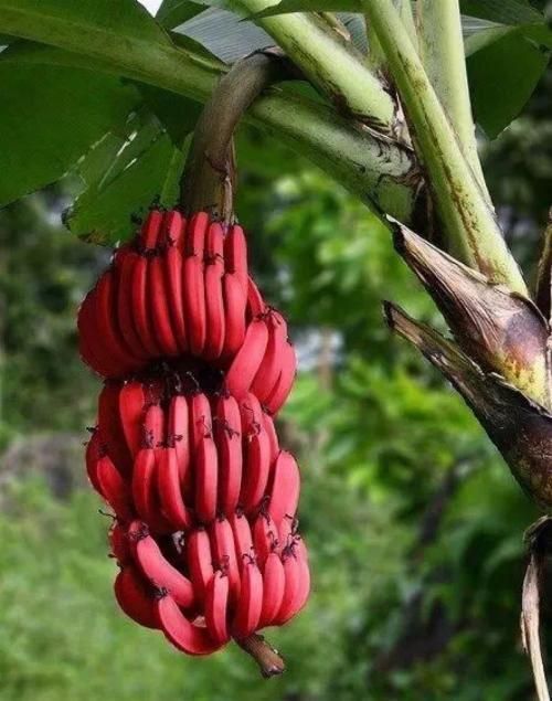 灵山县南洋红香蕉苗  红蕉苗带土 带叶发货当年种当年结果