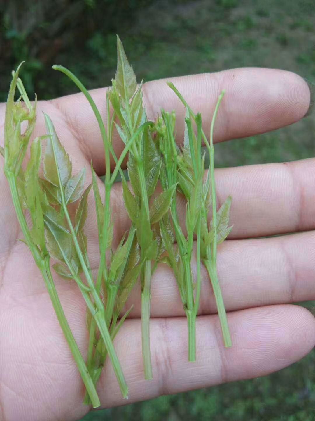 藤茶莓茶永顺莓茶