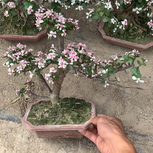 漳州雅乐之舞  多肉造型老桩盆景，精品新货上市销售，任意挑选，货保新鲜。