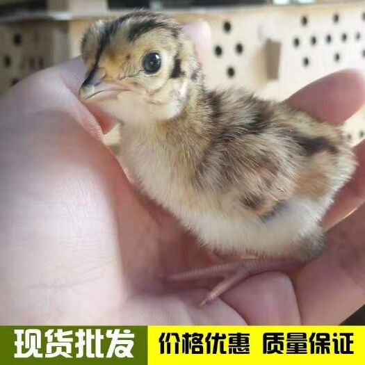 佛山山鸡苗  七彩山鸡全公苗，的嫩口苗，成活率，全国发货