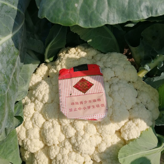 天门市湖北天门青梗散花，万亩基地直供，代发全国，提供一条龙服务。