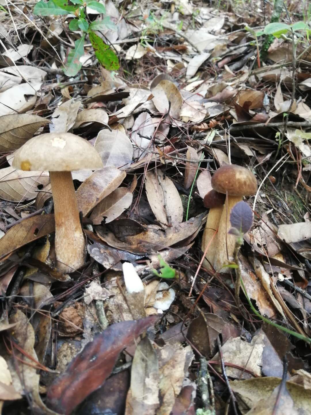  美味牛肝菌（盒装精品）
