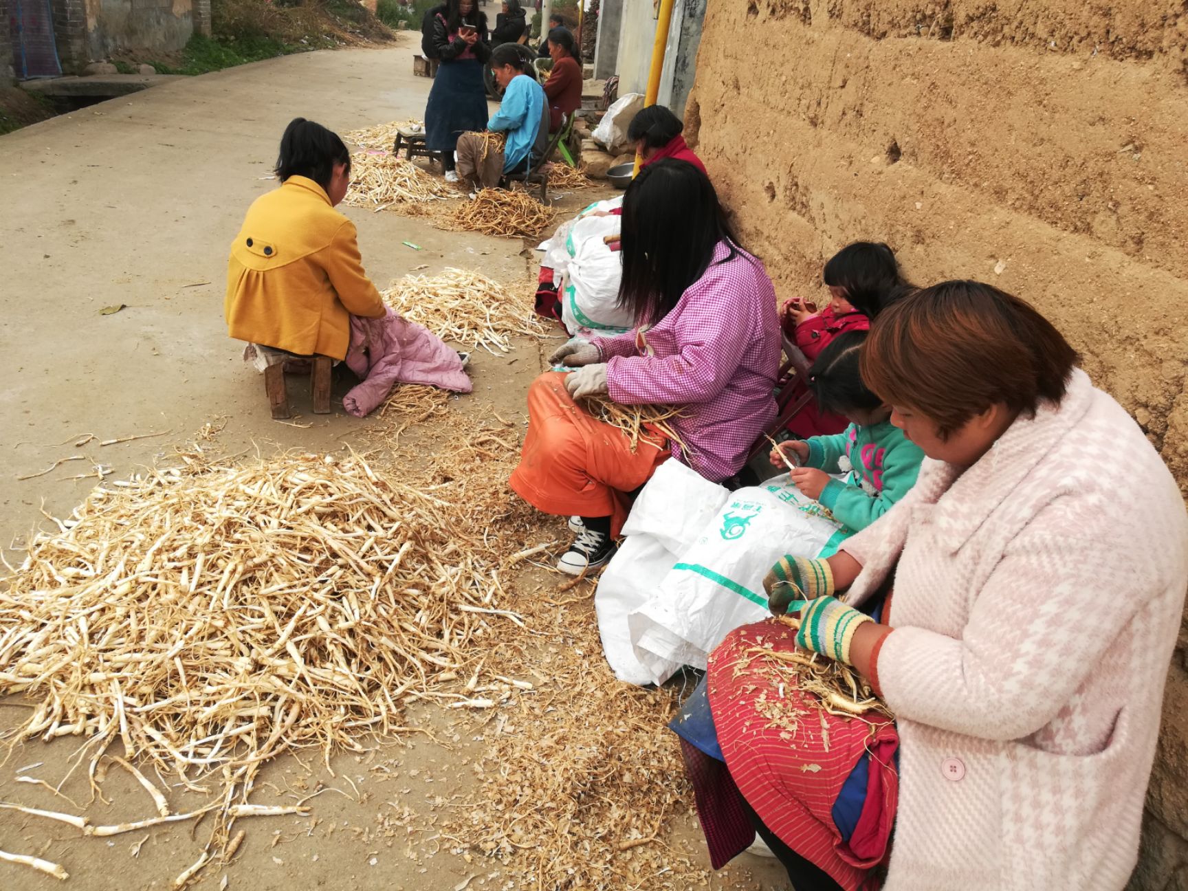 北桔梗  鲜桔梗 湿桔梗  桔梗苗 批发桔梗条桔梗种植苗